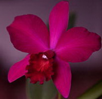 орхидеи - содержанки ниро вульфа