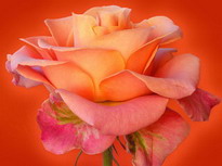 интересные факты о цветах розы
