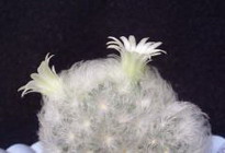 маммиллярия плюмоза: как из перьев растут цветы?