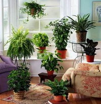 опасные комнатные растения