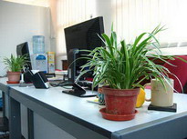 очистка воздуха комнатными растениями