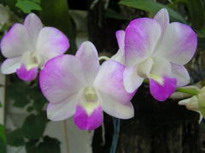 как приручить орхидею? непокорная тропиканка