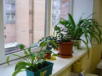 период покоя комнатных растений